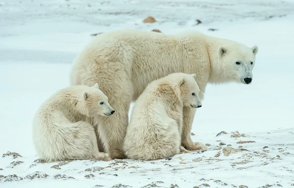 Polar dişi ayı yavruları ile. Telifsiz Stok Imajlar