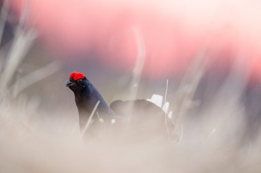 Kara Orman Tavuğu (tetrao tetrix)