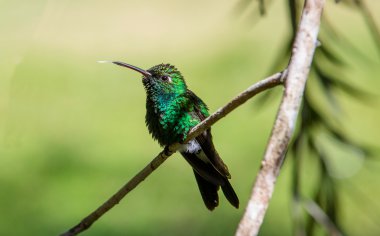 Flying Cuban Emerald Hummingbird clipart