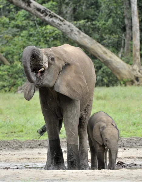 African Forest elefanterna — Stockfoto