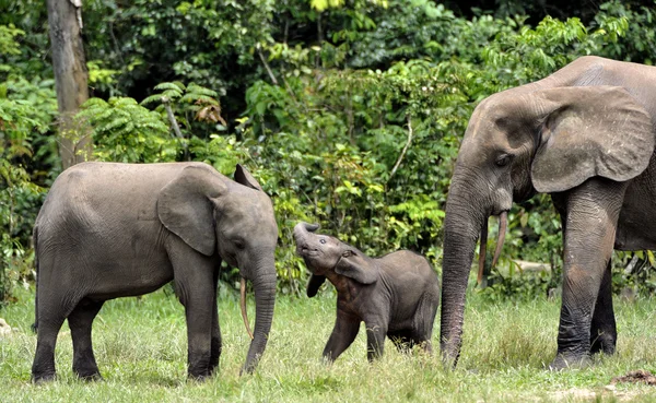 De Afrikaanse bos olifant — Stockfoto