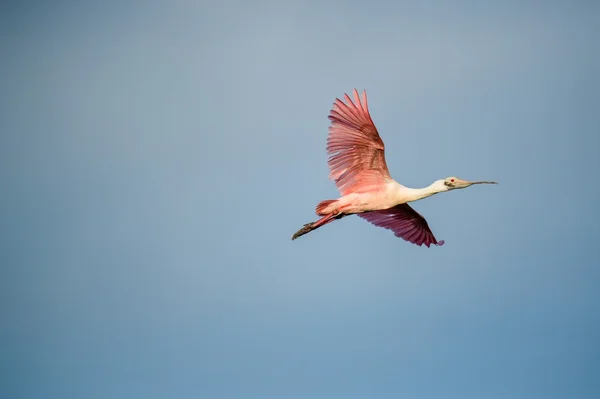 Adult roseate spoonbill — Stock Photo, Image