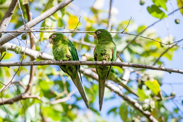 Cuban Parakeet , Aratinga euops — Stock Photo, Image