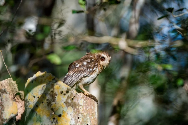 Cuban Screech-owl — Stock Photo, Image