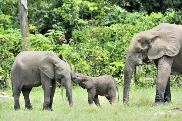 Słonie afrykańskie lasu — Zdjęcie stockowe