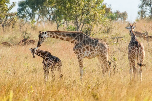 Žirafa olizuje mládě — Stock fotografie