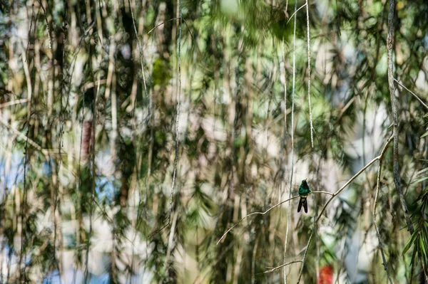 Кубинская изумрудная колибри — стоковое фото