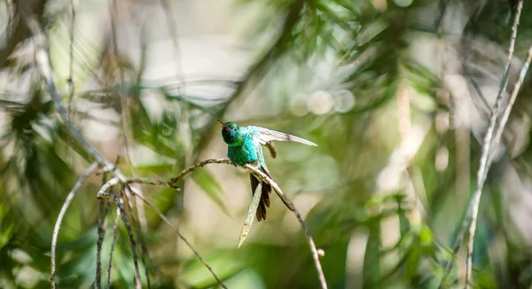 Kubánský smaragdové kolibřík — Stock fotografie