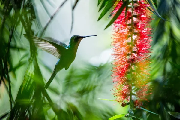 Vliegende Cubaanse Emerald Hummingbird — Stockfoto