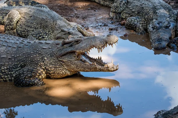 Grupa krokodyli kubańskich — Zdjęcie stockowe