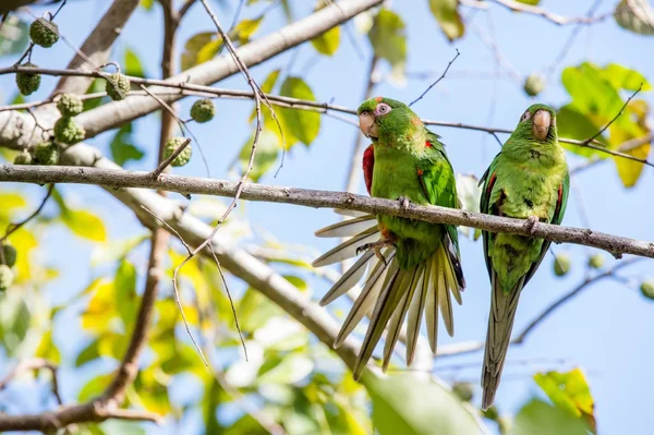 Kubánské papouška Aratinga euops — Stock fotografie