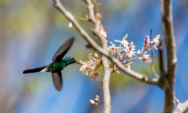 Colibrí esmeralda cubano volador — Foto de Stock