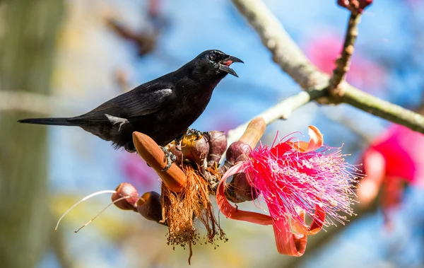 Pájaro negro cubano (Ptiloxena atroviolacea ). —  Fotos de Stock