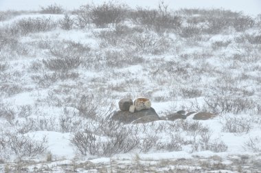 Kar fırtınası tundra peyzaj