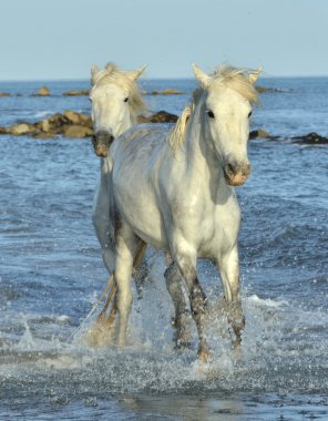 Beyaz Camargue at sürüsü