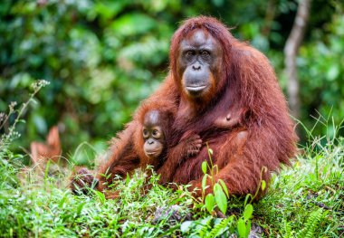 Bir erkek orangutanın bir yavrusu ile