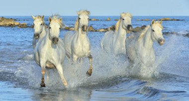 Beyaz Camargue at sürüsü