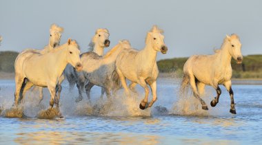 Beyaz Camargue at sürüsü