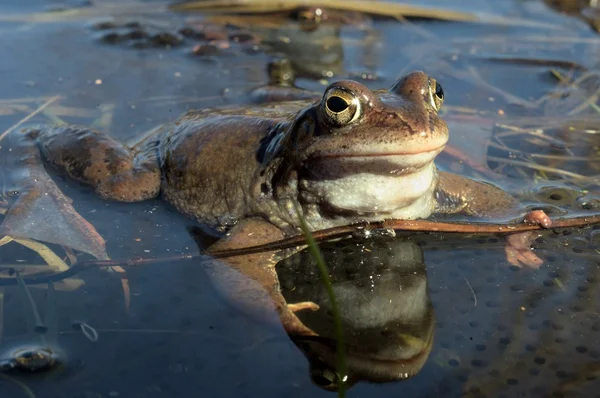 La grenouille commune (Rana temporaria ) — Photo