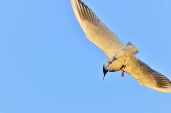 Mouette à tête noire — Photo