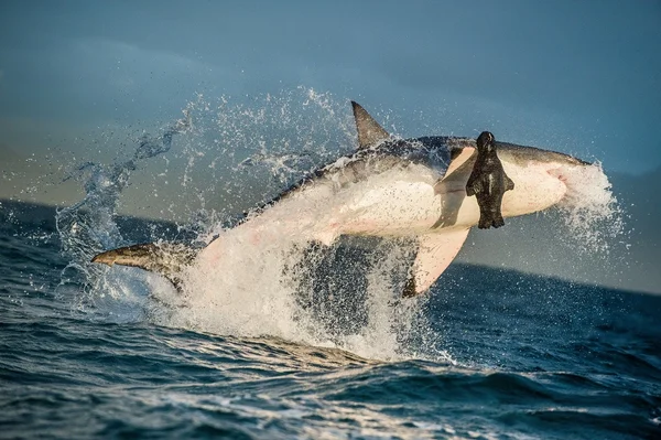 Nagy fehér cápa (Carcharodon carcharias ) — Stock Fotó