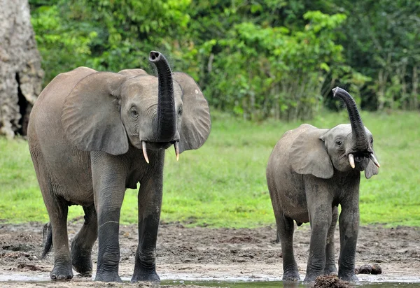 Az afrikai erdei elefánt — Stock Fotó