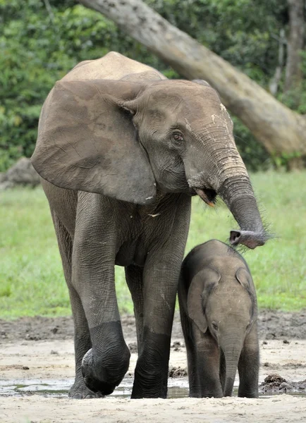 Los elefantes del bosque africano — Foto de Stock