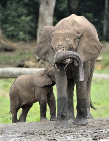 Os elefantes da floresta africana — Fotografia de Stock