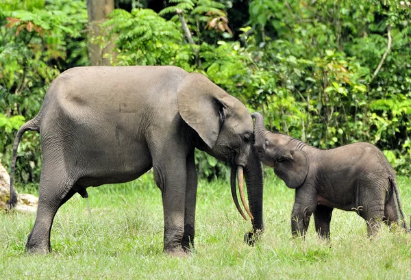 Οι ελέφαντες του δάσους της Αφρικής — Φωτογραφία Αρχείου