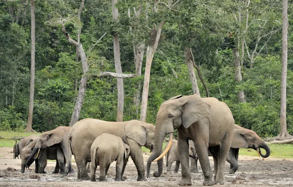 아프리카 숲 코끼리 — 스톡 사진
