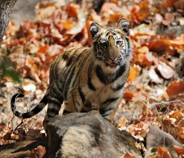 Tygrys Bengalski młodych w naturalnym środowisku. — Zdjęcie stockowe