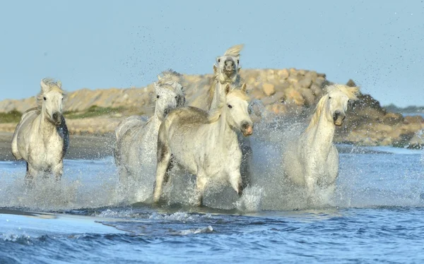 Kudde witte Camargue paarden — Stockfoto