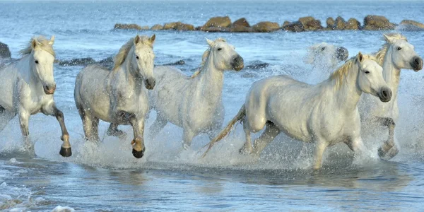 Beyaz Camargue at sürüsü — Stok fotoğraf