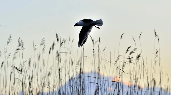 Mouette à tête noire — Photo