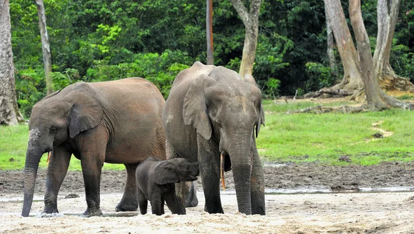Los elefantes del bosque africano —  Fotos de Stock