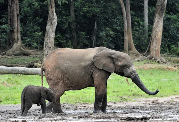 Gli elefanti della foresta africana — Foto Stock