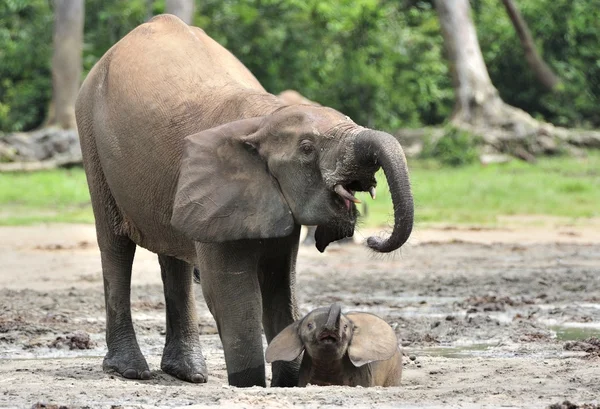 Os elefantes da floresta africana — Fotografia de Stock