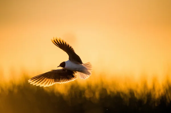 Mouette à tête noire — Photo