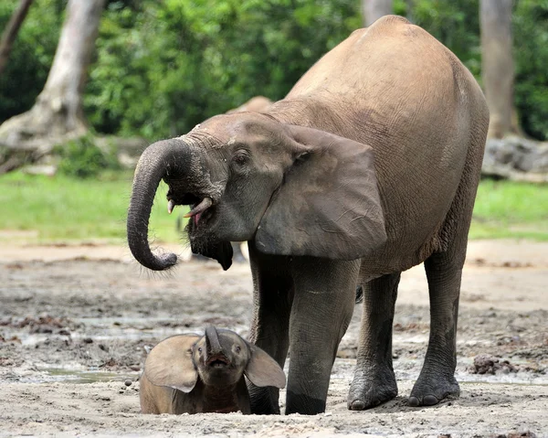 Die afrikanischen Waldelefanten — Stockfoto