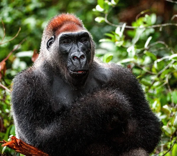 Retrato de un gorila de tierras bajas del oeste — Foto de Stock