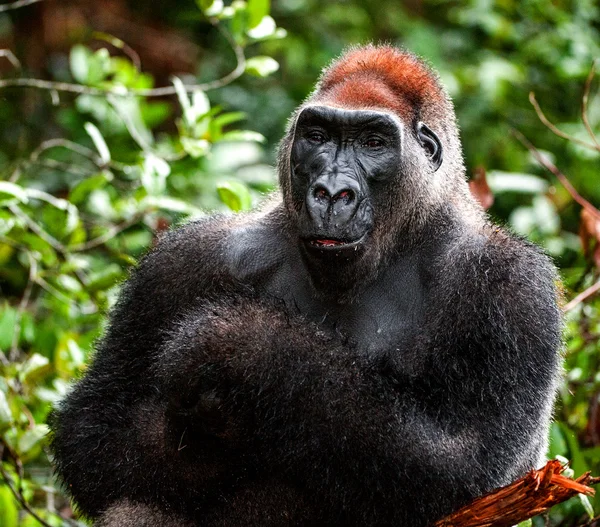 Porträt eines westlichen Flachlandgorillas — Stockfoto