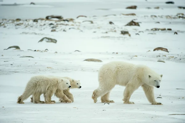 Ursa polar com filhotes . — Fotografia de Stock