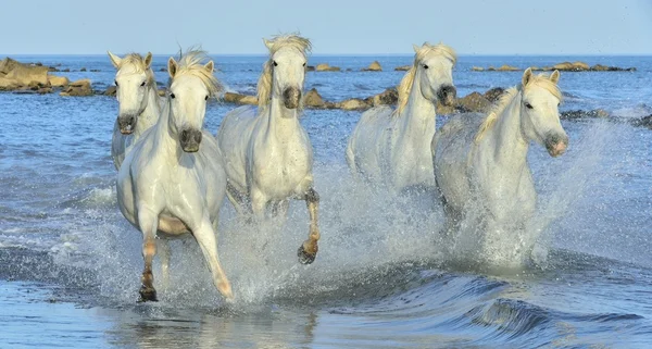 Herd of White Camargue Horses — Stock Photo, Image