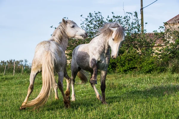 Caballos camargue blancos — Foto de Stock