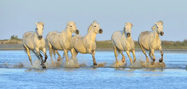 Kudde witte Camargue paarden — Stockfoto
