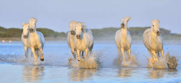 Kudde witte Camargue paarden — Stockfoto