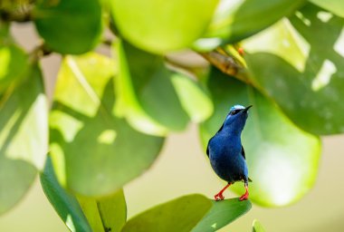 Renkli kırmızı ayaklı Honeycreeper