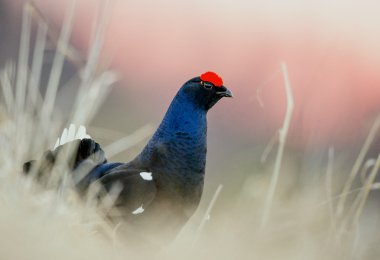 Birkhuhn, Kara Orman Tavuğu (Tetrao tetrix)