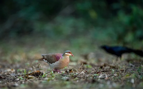 キーウェスト ウズラ鳩 (Geotrygon chrysia) — ストック写真