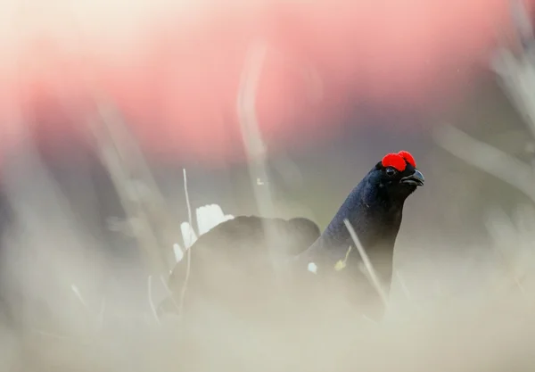 Birkhuhn、黒ライチョウ (Tetrao ハラヒシバッタ) — ストック写真